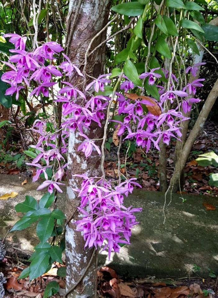 アンダ Kim'S Gardenヴィラ エクステリア 写真